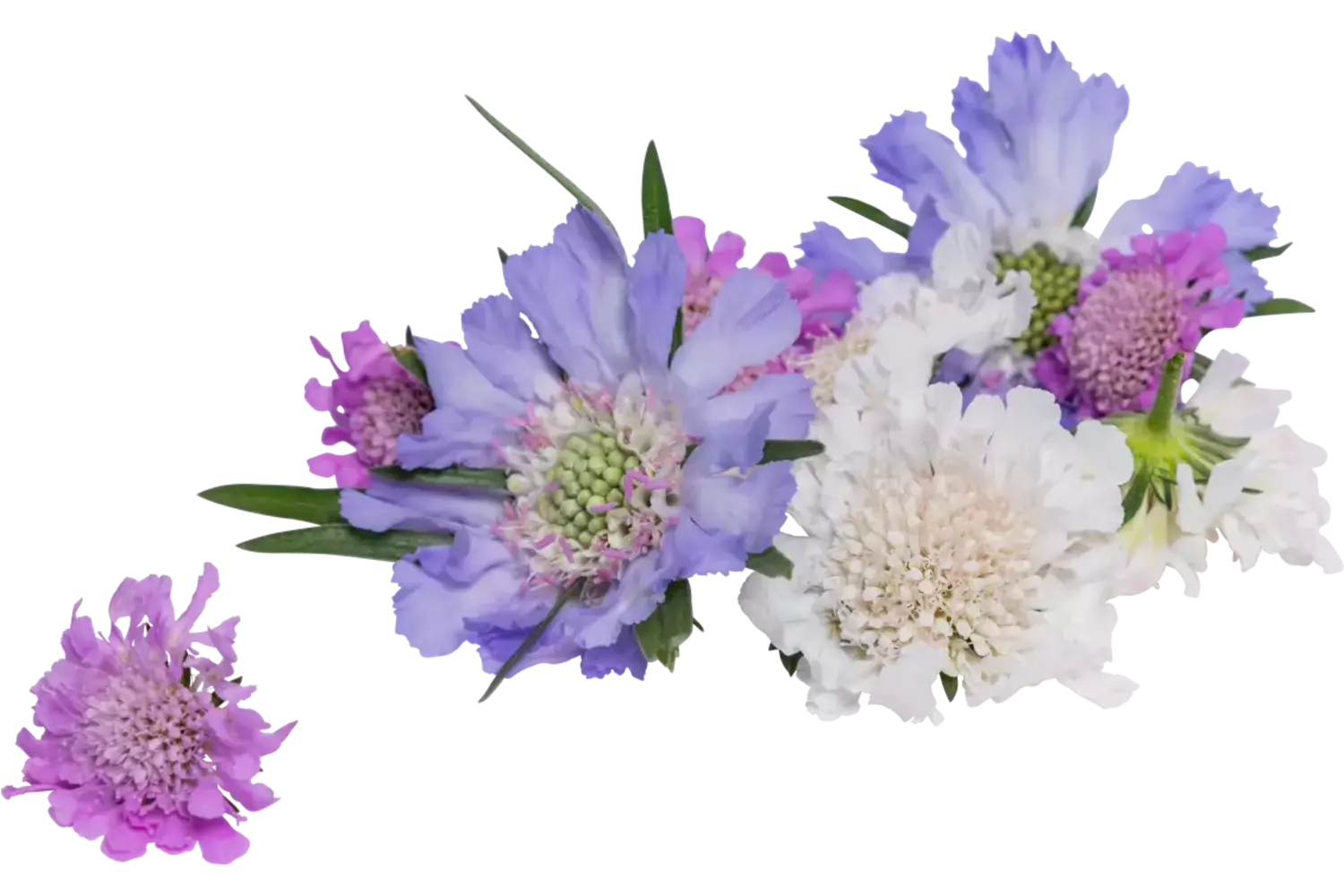 Eetbare bloem Duifkruidbloem mix 8st. stuk 1